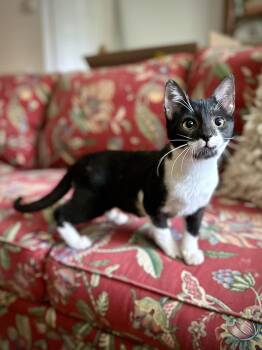 Georgia -  Domestic Short Hair Cat for Adoption in Suffolk, Virginia - Georgia | PetCurious