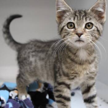 Spur -  Domestic Short Hair Cat for Adoption in Champaign, Illinois - Spur | PetCurious
