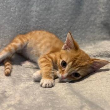 Fanta -  Domestic Short Hair Cat for Adoption in La Grange, Kentucky - Fanta | PetCurious