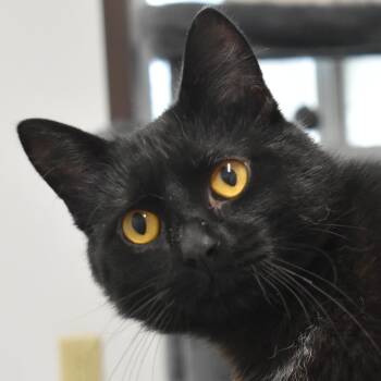 Spindle -  Domestic Short Hair Cat for Adoption in Auburn, Nebraska - Spindle | PetCurious