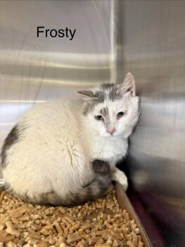 Domestic Short Hair Cats Available for Adoption - Frosty | PetCurious