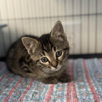 Domestic Short Hair Cats Available for Adoption in Chesapeake, Virginia - Skipper | PetCurious