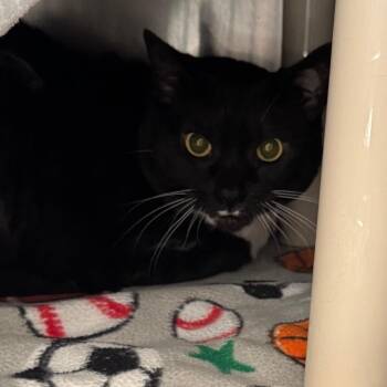 Ruby -  Domestic Short Hair Cat for Adoption in Murray, Utah - Ruby | PetCurious