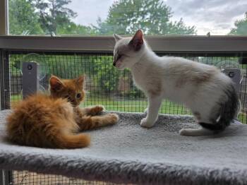 Finn -  Siamese Cat Available for Adoption in Buford, Georgia - Finn | PetCurious