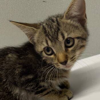 Avery -  Domestic Short Hair Cat for Adoption in Tampa, Florida - Avery | PetCurious