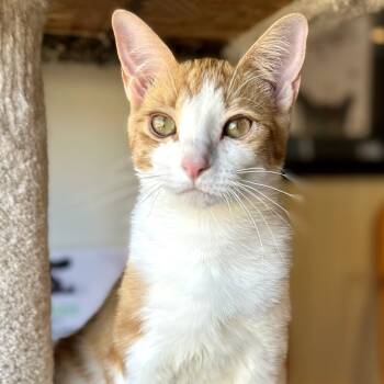 Rescue Domestic Short Hair Cats for Adoption in Durango, Colorado - GingerSnaps | PetCurious