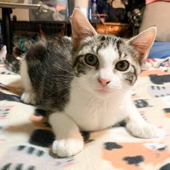 Lil Spotty -  Domestic Short Hair Cat for Adoption in Long Beach, California - Lil Spotty | PetCurious