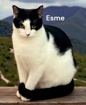Domestic Short Hair Cats Available for Adoption in Weems, Virginia - Esme | PetCurious