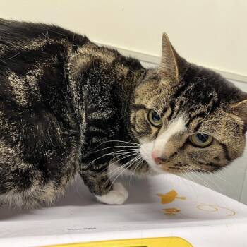 Domestic Short Hair Cats Available for Adoption - Pae Pae | PetCurious