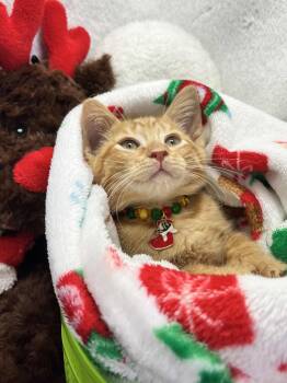 Rescue Tabby Cats for Adoption in Tavares, Florida - Fitz | PetCurious