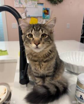Denim (Milo) -  Domestic Medium Hair Cat for Adoption in Millcreek, Utah - Denim (Milo) | PetCurious