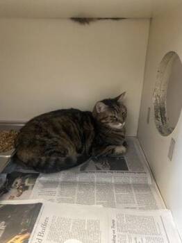 Twyla -  Domestic Short Hair Cat for Adoption in Chamblee, Georgia - Twyla | PetCurious