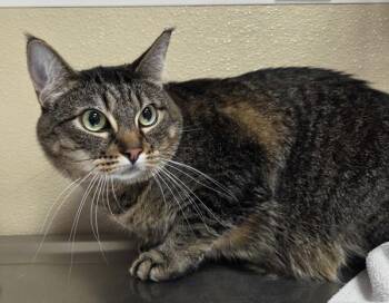 Whiskey -  Domestic Short Hair Cat for Adoption in Vancouver, Washington - Whiskey | PetCurious