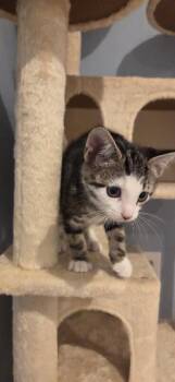 Guinness -  Domestic Short Hair Cat for Adoption - Guinness | PetCurious