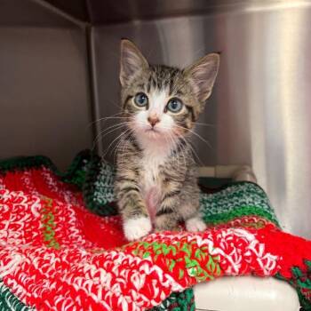 Rain -  Domestic Short Hair Cat for Adoption in Nevada, Missouri - Rain | PetCurious