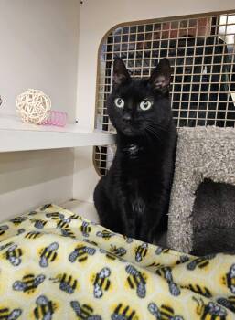 Rescue Bombay Cats for Adoption - Bella LIV 9/18 | PetCurious