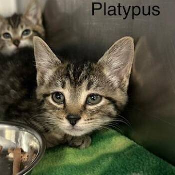 Platypus -  Domestic Short Hair Cat for Adoption in Knoxville, Tennessee - Platypus | PetCurious
