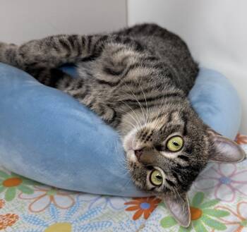 Rescue Domestic Short Hair Cats for Adoption in Waynesville, Missouri - Jolene | PetCurious