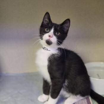 Boomer -  Domestic Short Hair Cat for Adoption in New York, New York - Boomer | PetCurious