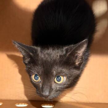 Deedra -  Domestic Short Hair Cat for Adoption in Tampa, Florida - Deedra | PetCurious