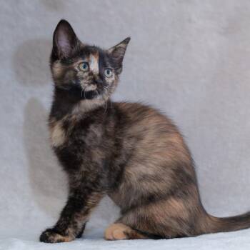 Domestic Short Hair Cats Available for Adoption in Sunnyvale, California - Olivia | PetCurious