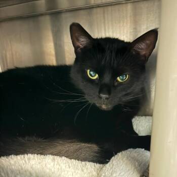 Dreamfyre -  Domestic Short Hair Cat for Adoption in Los Angeles, California - Dreamfyre | PetCurious