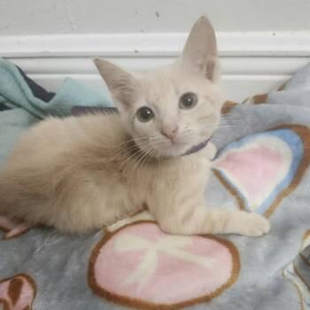 Honey Belle-AR -  Domestic Short Hair Cat for Adoption in Tallahassee, Florida - Honey Belle-AR | PetCurious