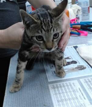 BISCUIT -  Domestic Short Hair Cat for Adoption in Salinas, California - BISCUIT | PetCurious