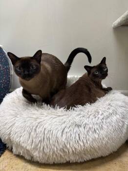 Reba -  Tonkinese Cat for Adoption in Lancaster, Pennsylvania - Reba | PetCurious