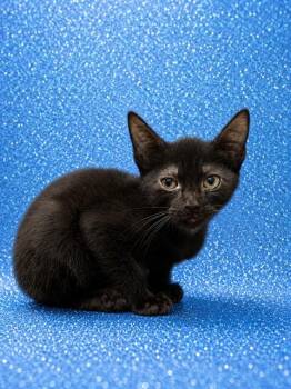 CHAD MUSKA -  Domestic Short Hair Cat for Adoption in Jacksonville, Florida - CHAD MUSKA | PetCurious