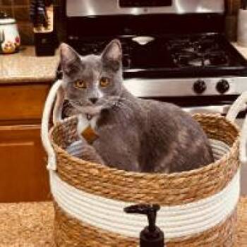 Domestic Short Hair Cats Available for Adoption in Las Vegas, Nevada - Chloe | PetCurious