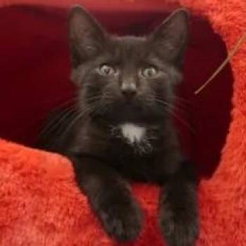 Gala -  Domestic Short Hair Cat for Adoption in Delaware, Ohio - Gala | PetCurious