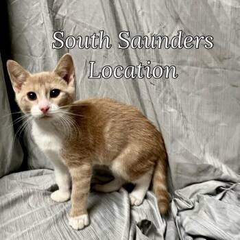 Rescue Domestic Short Hair Cats for Adoption in Raleigh, North Carolina - Jupiter | PetCurious