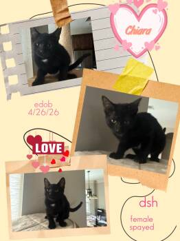 Chiara -  Domestic Short Hair Cat for Adoption in Missouri City, Texas - Chiara | PetCurious