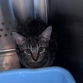 Caramel Corn Crunch -  Domestic Short Hair Cat for Adoption in Norman, Oklahoma - Caramel Corn Crunch | PetCurious