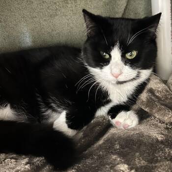 Rescue Domestic Short Hair Cats for Adoption in Charlottesville, Virginia - Concha | PetCurious