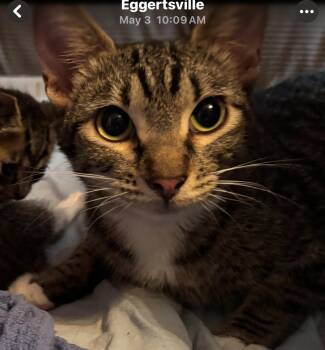 Rescue Domestic Short Hair Cats for Adoption in Buffalo, New York - Cally | PetCurious