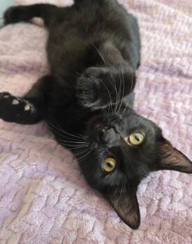 Domestic Short Hair Cats Available for Adoption in Salinas, California - Karl | PetCurious