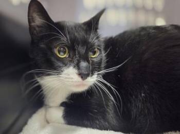 Dirk -  Domestic Medium Hair and Domestic Short Hair Cat for Adoption in Honolulu, Hawaii - Dirk | PetCurious