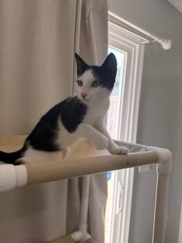 Tink -  Domestic Short Hair Cat for Adoption in Suffolk, Virginia - Tink | PetCurious