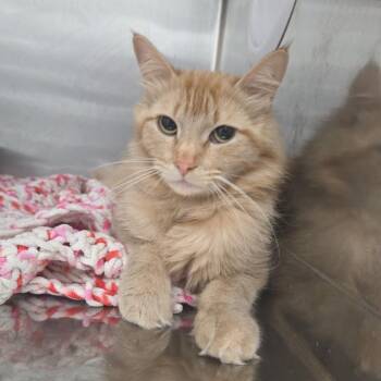 Salsa -  Domestic Long Hair Cat for Adoption in Idaho Falls, Idaho - Salsa | PetCurious