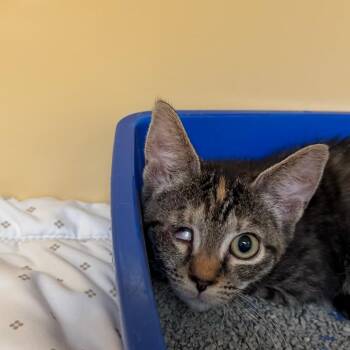 Maisie -  Domestic Short Hair Cat for Adoption in East Hanover, New Jersey - Maisie | PetCurious