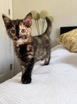 Bing -  Domestic Short Hair Cat for Adoption in West Chester, Pennsylvania - Bing | PetCurious