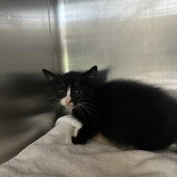 Blue Morpho -  Domestic Short Hair Cat for Adoption in Indianapolis, Indiana - Blue Morpho | PetCurious