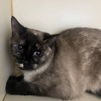 Siamese Cats Available for Adoption in Idaho Falls, Idaho - Nova | PetCurious