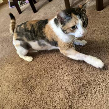 Betty -  Domestic Short Hair Cat for Adoption in West Olive, Michigan - Betty | PetCurious