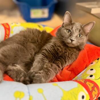 Meera -  Domestic Medium Hair Cat for Adoption in Portage, Michigan - Meera | PetCurious