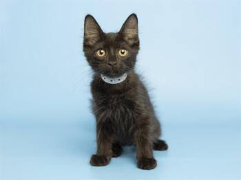JAKE -  Domestic Short Hair Cat for Adoption in Phoenix, Arizona - JAKE | PetCurious