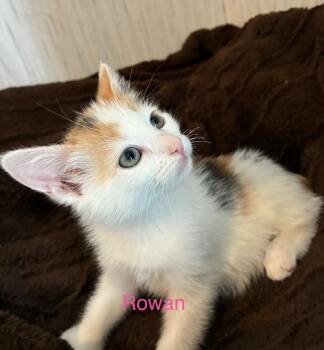 Domestic Medium Hair Cats Available for Adoption in Ogden, Utah - Rowan | PetCurious