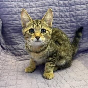 Miriam -  Domestic Short Hair Cat Available for Adoption in Janesville, Wisconsin - Miriam | PetCurious